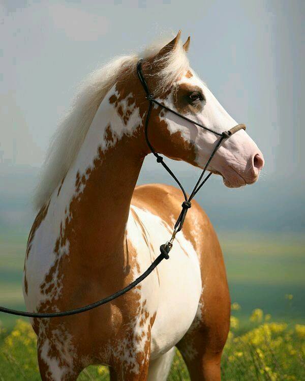 Palomino Overo Paint Stallion